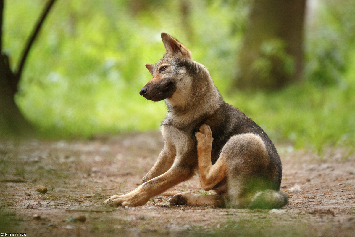 Pup3m17LueneburgKati_Mischa-05