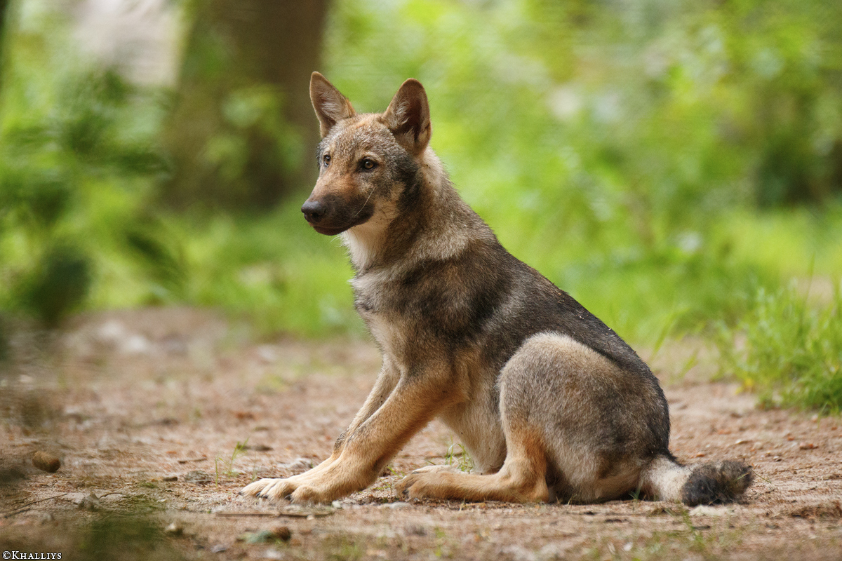 Pup3m17LueneburgKati_Mischa-07