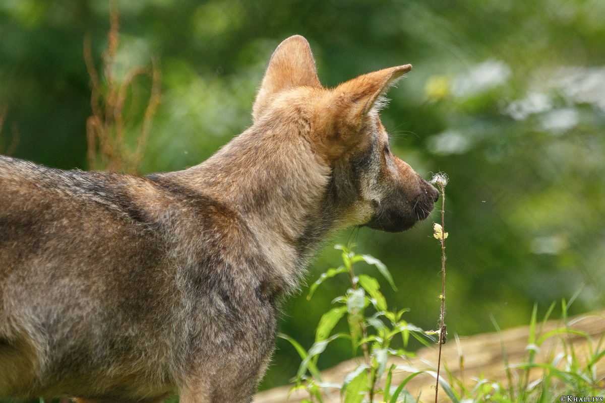 Pup3m17LueneburgKati_Petja-06