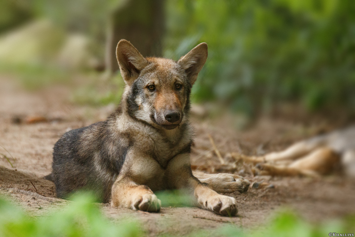 Pup3m17LueneburgKati_Vasja-02