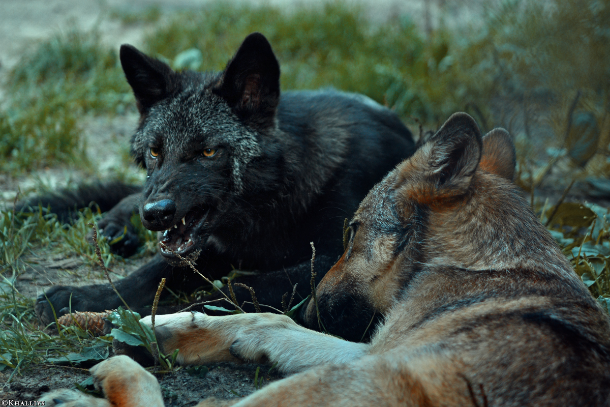 Pup3m10LueneburgKati_All-01