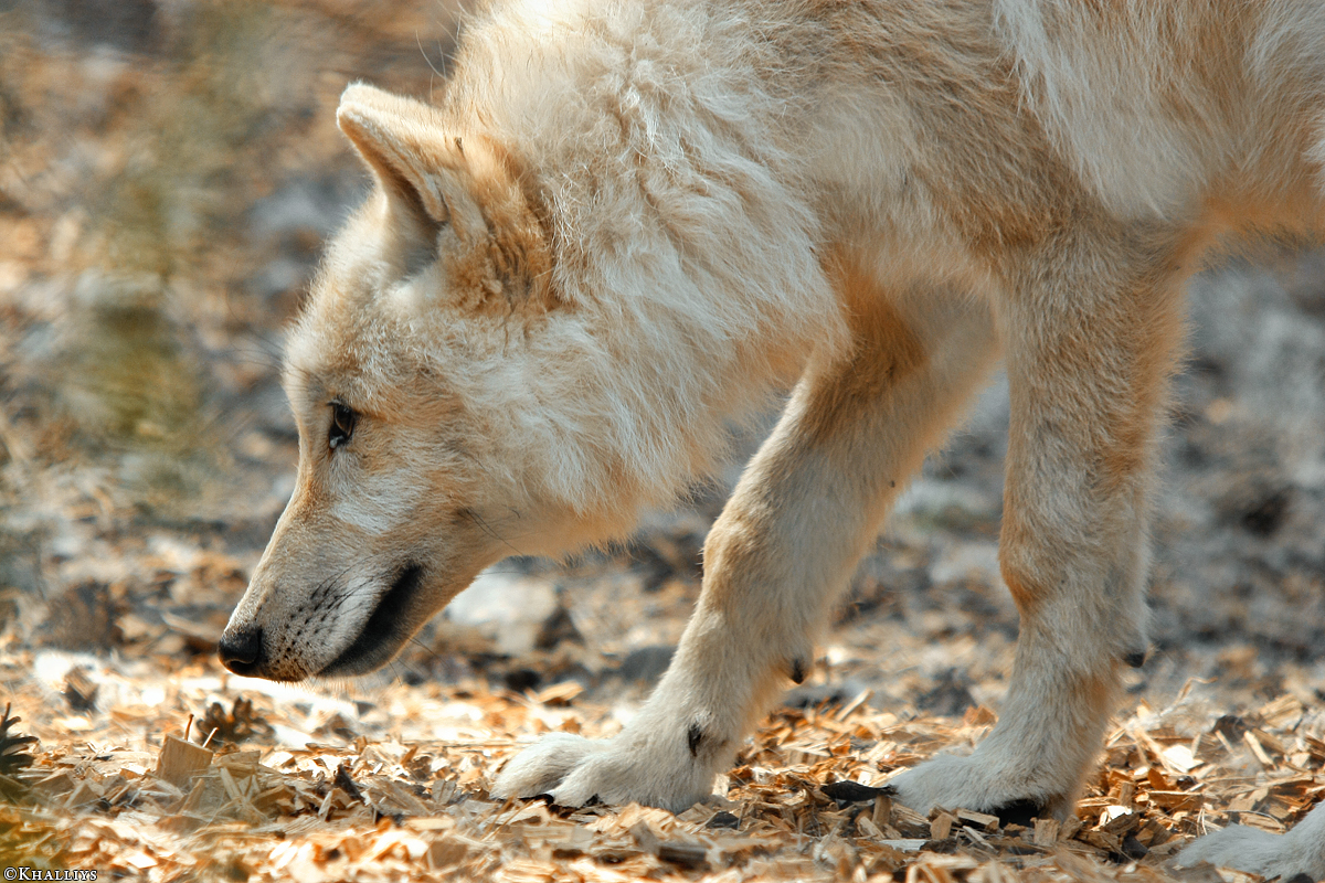 Pup3m10LueneburgKati_Naa-02