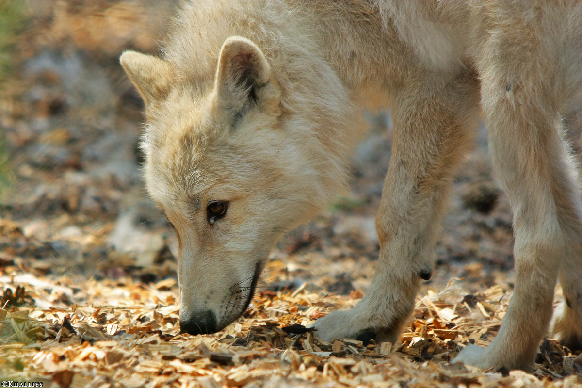 Pup3m10LueneburgKati_Naa-03