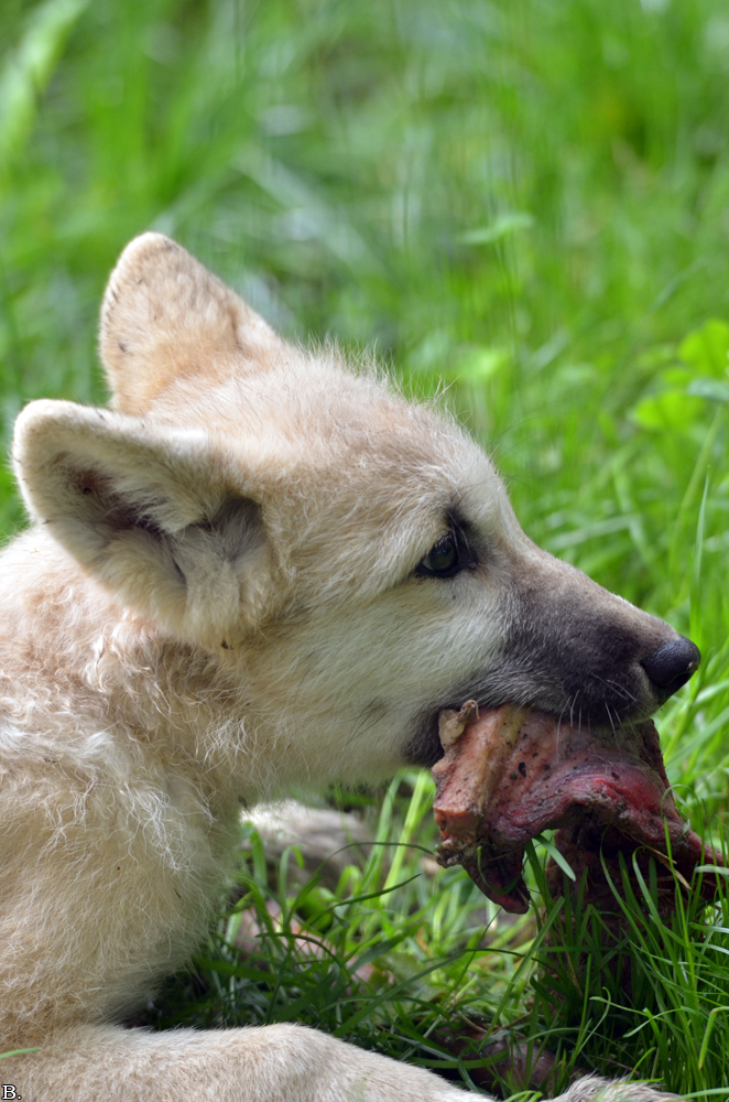 Pup3m12SpringeBineG_Pup-05