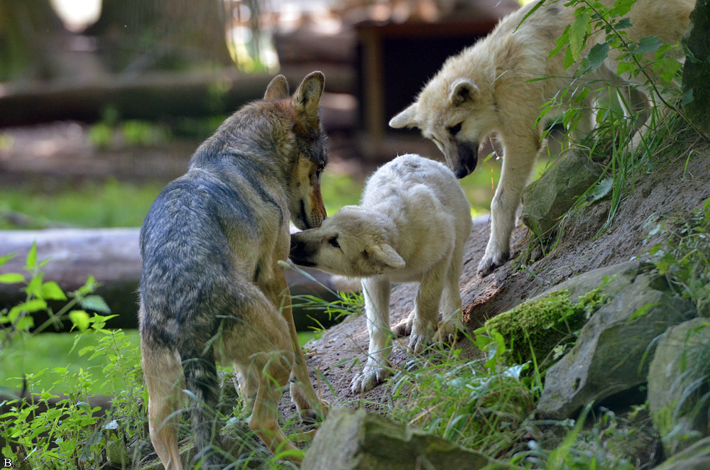 Pup3m12SpringeBineG_Pup-11