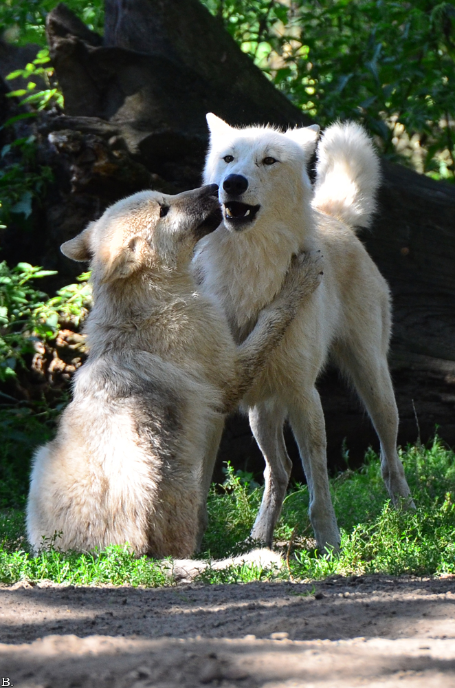 Pup3m12ZooBerlinBineG_Pup-06