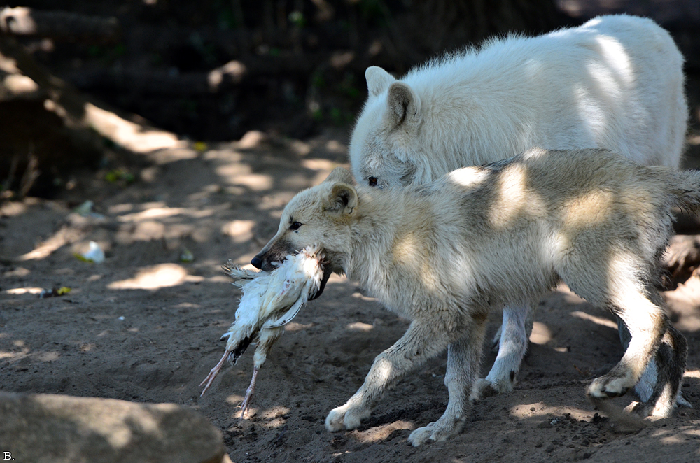 Pup3m12ZooBerlinBineG_Pup-09