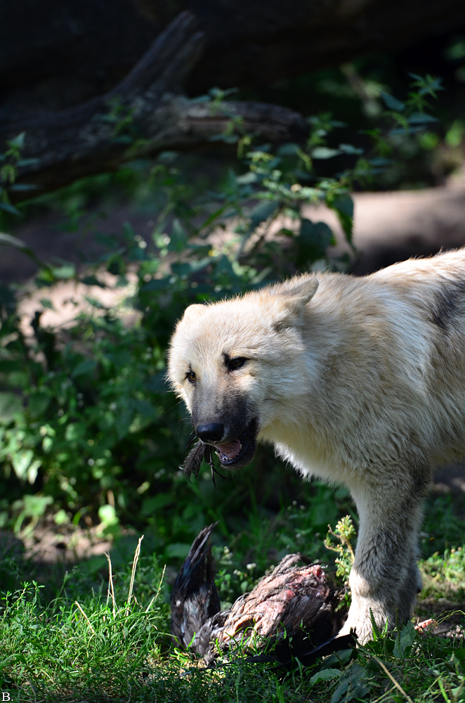 Pup3m12ZooBerlinBineG_Pup-19