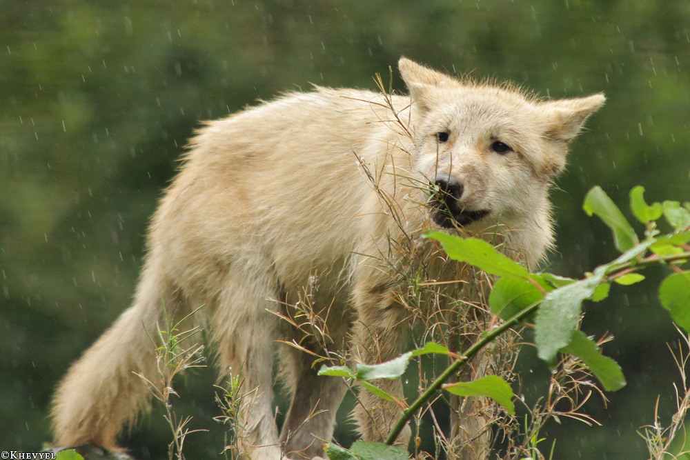 Pup3m13DuisburgKati_15
