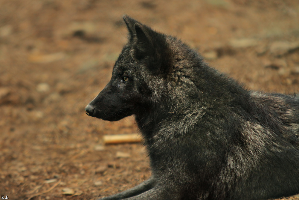 Pup4m12EderseeKati_Ceyla-10
