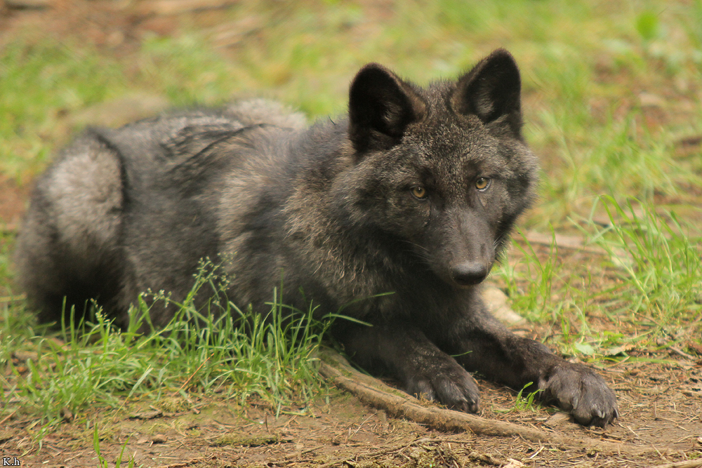 Pup4m12EderseeKati_Ceyla-54