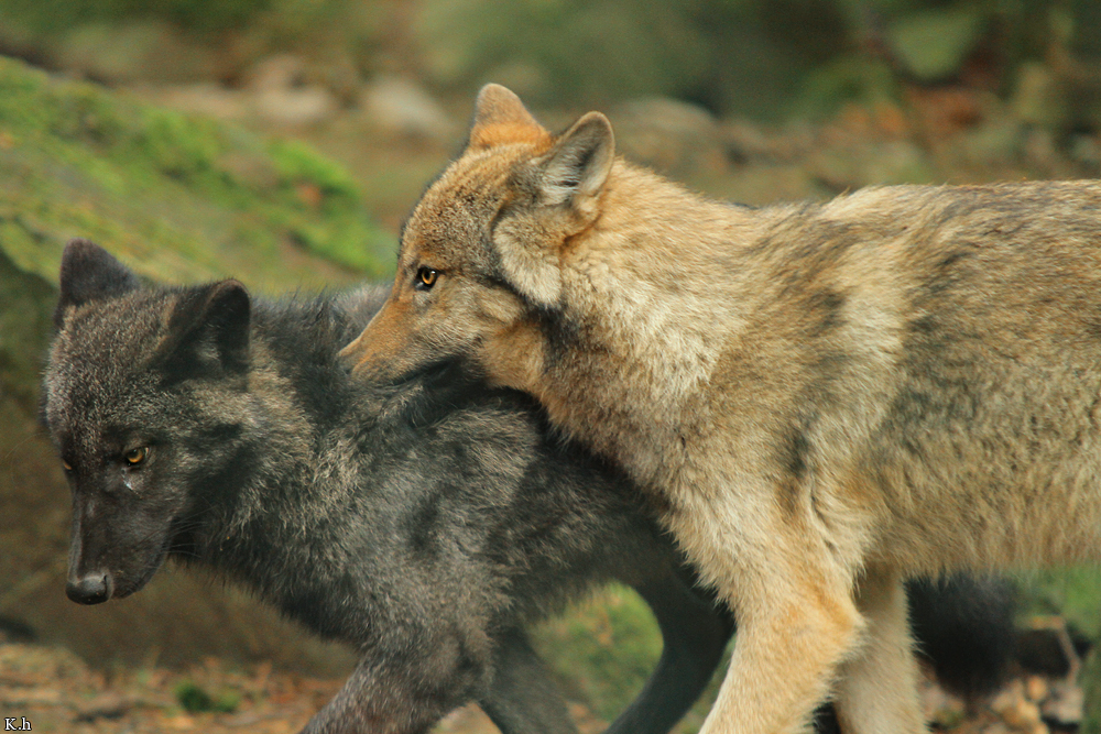Pup4m12EderseeKati_All-04