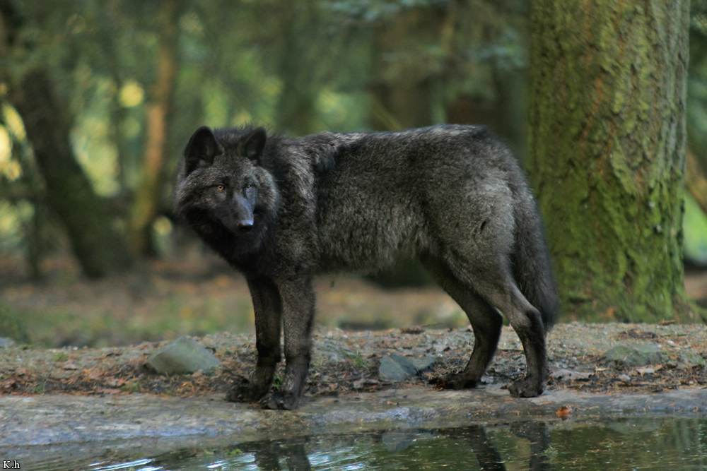 Pup5m12EderseeKati_Ceyla-24