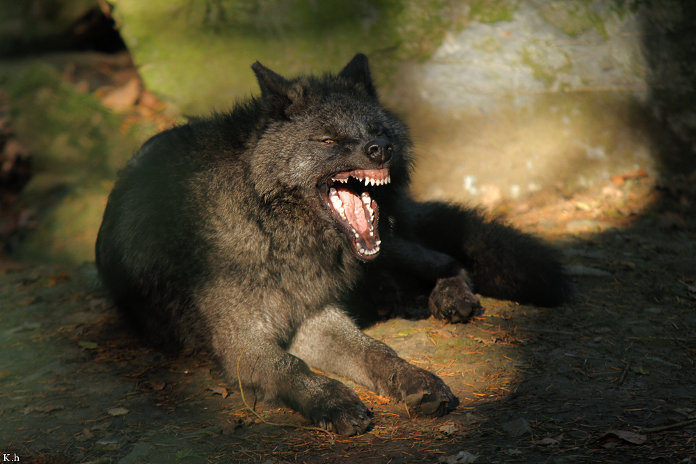 Pup5m12EderseeKati_Ceyla-28