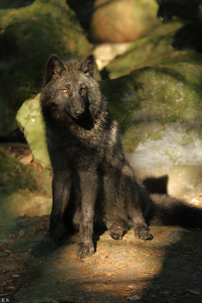 Pup5m12EderseeKati_Ceyla-31