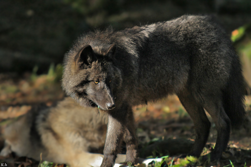 Pup5m12EderseeKati_Ceyla-36