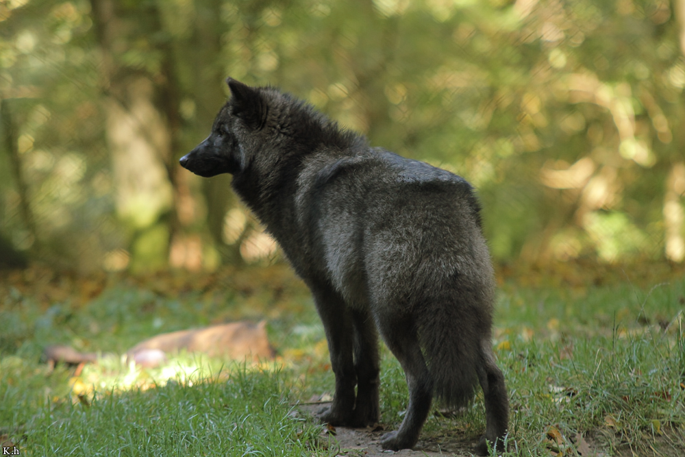 Pup5m12EderseeKati_Ceyla-38