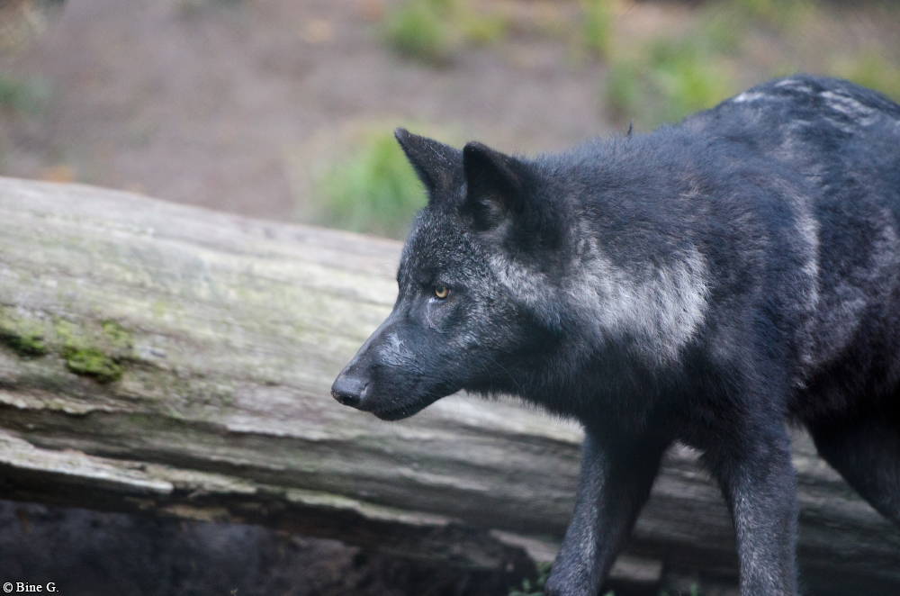 Pup5m13LueneburgBineG_black-12