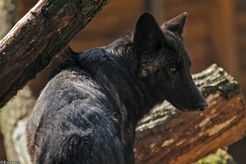 Pup5m13LueneburgKati_Aiyan-03