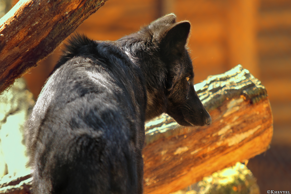 Pup5m13LueneburgKati_Aiyan-09