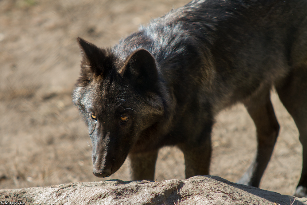 Pup5m13LueneburgKati_Aiyan-11