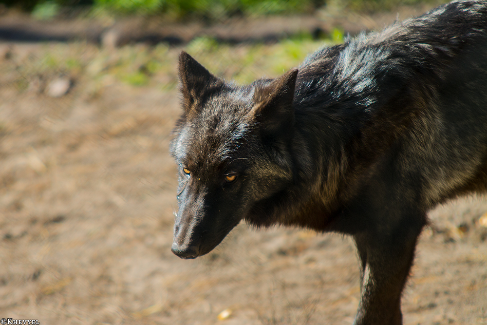 Pup5m13LueneburgKati_Aiyan-13
