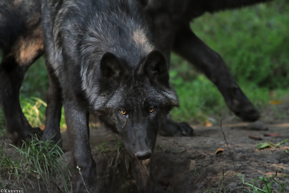 Pup5m13LueneburgKati_Aiyan-14