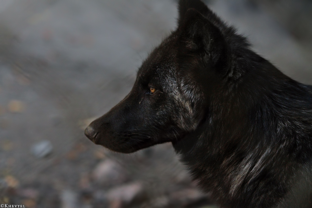 Pup5m13LueneburgKati_Aiyan-21