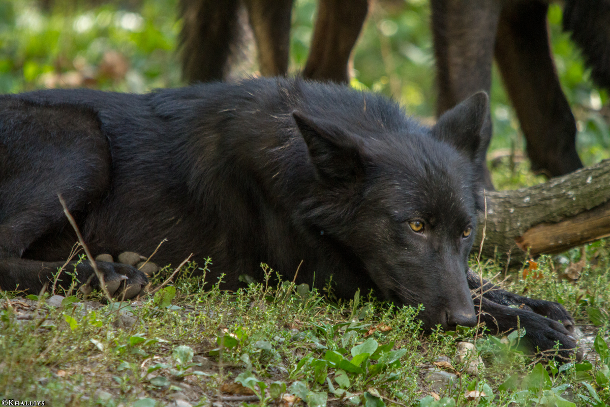 Pup5m14GelsenkirchenKati_Deva-17