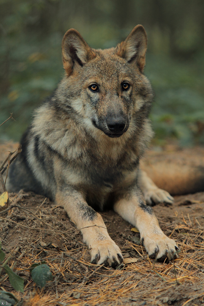 Pup5m12AuheimKati_Hagen-25