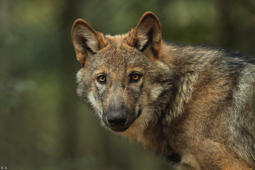 Pup5m12AuheimKati_Hagen-26