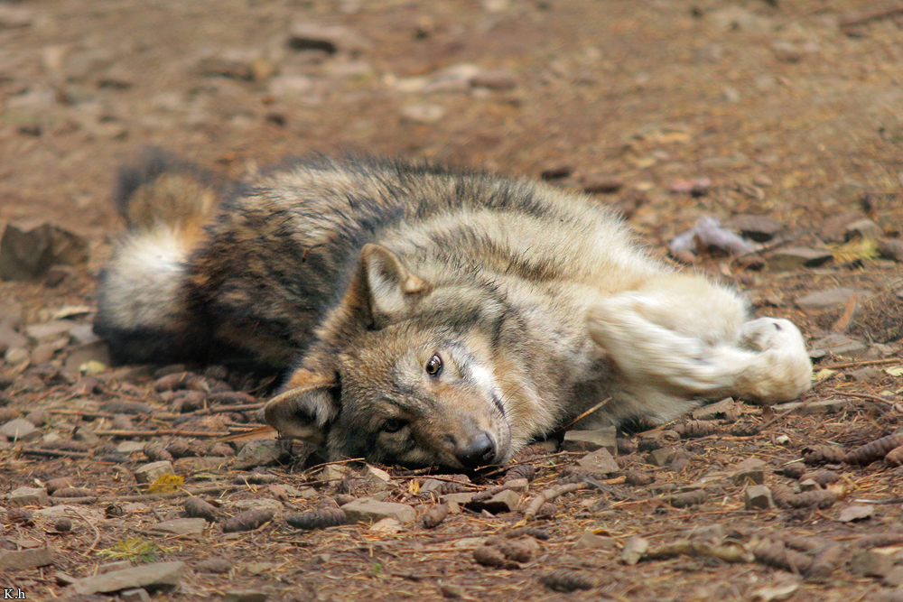 Pup5m12EderseeKati_Kiley-03