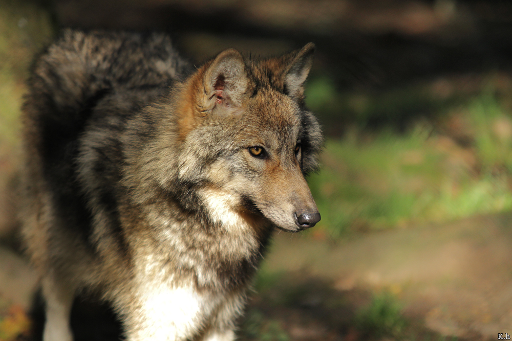 Pup5m12EderseeKati_Kiley-22