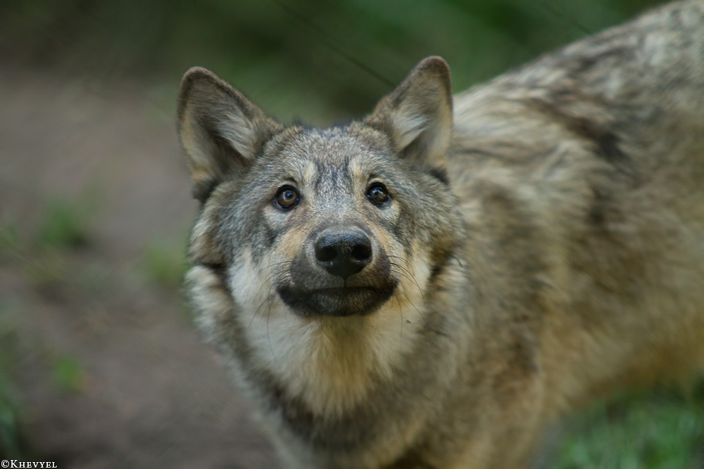 Pup5m13LueneburgKati_Inka-03