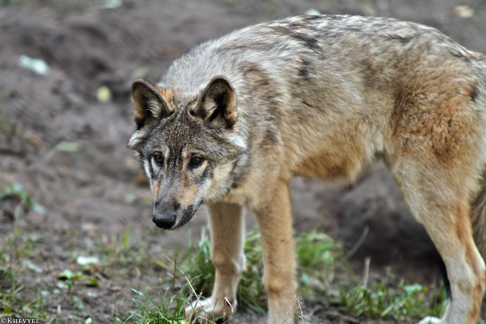 Pup5m13LueneburgKati_Inka-07