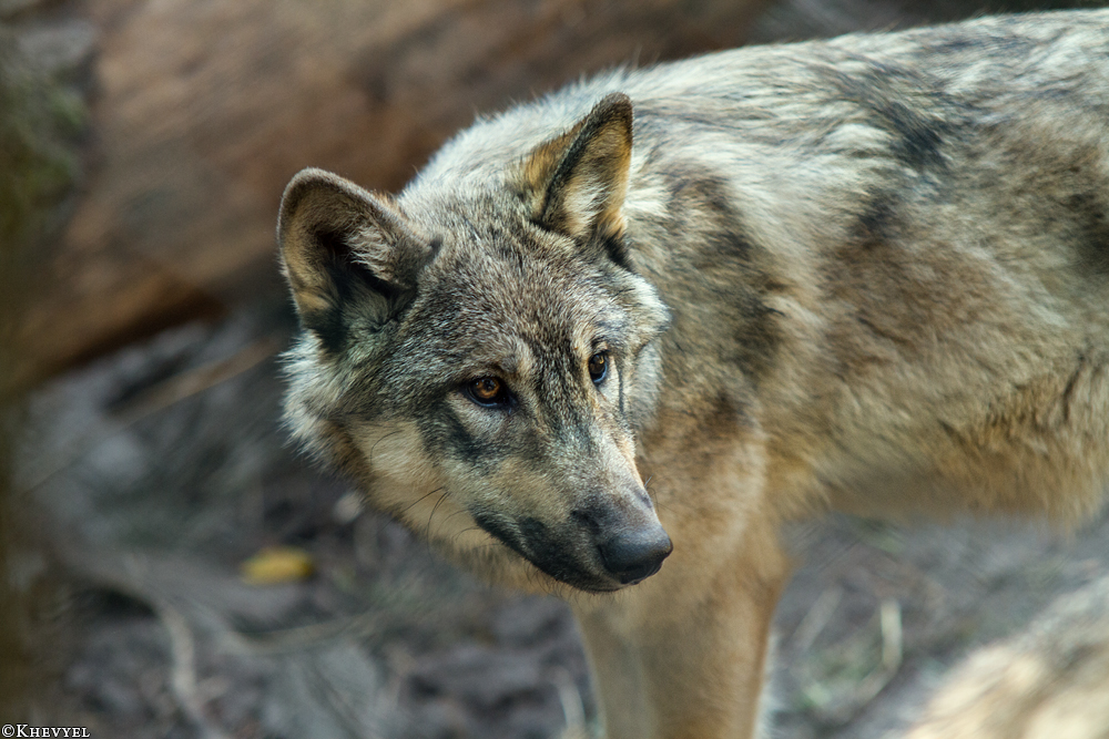 Pup5m13LueneburgKati_Inka-08