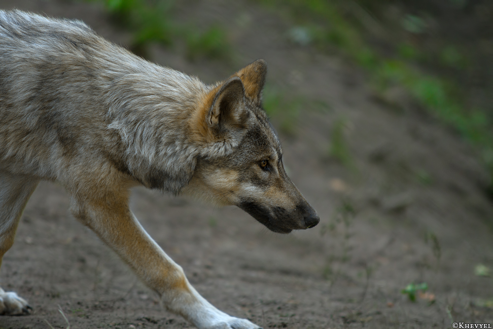 Pup5m13LueneburgKati_Inka-10