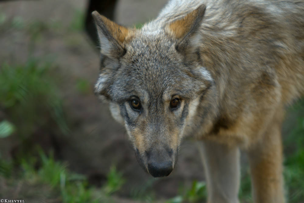 Pup5m13LueneburgKati_Inka-11