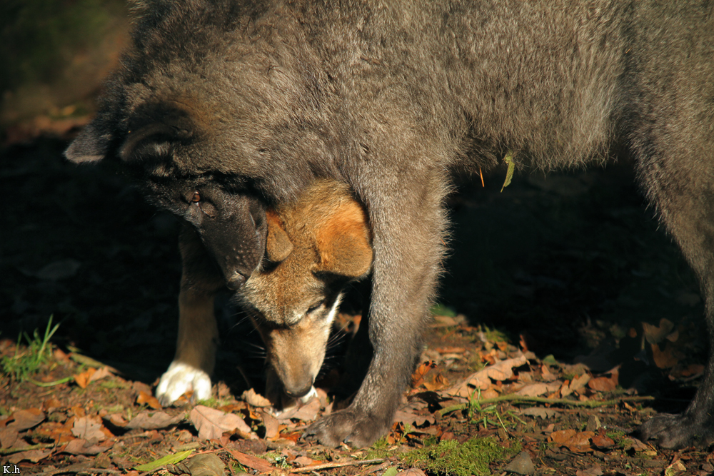 Pup5m12EderseeKati_All-01