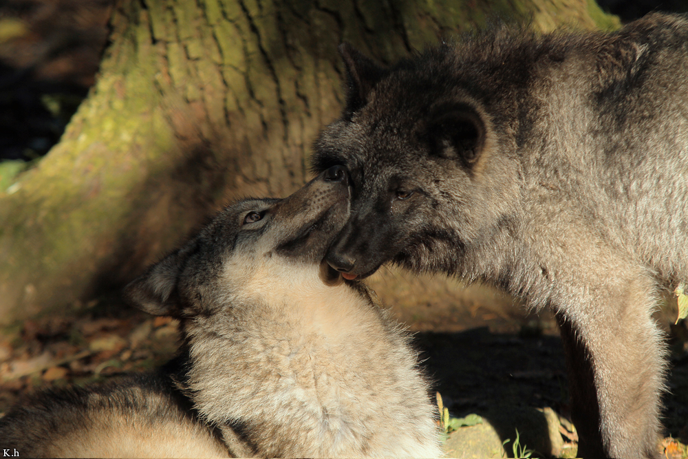 Pup5m12EderseeKati_All-03