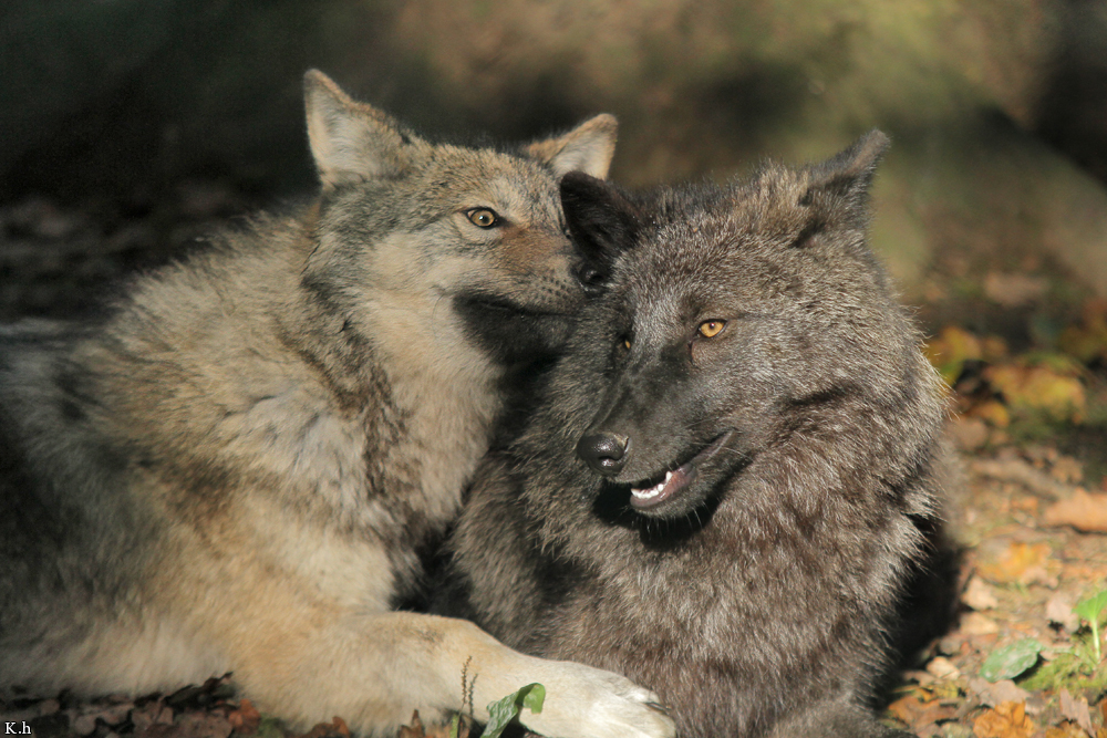 Pup5m12EderseeKati_All-07