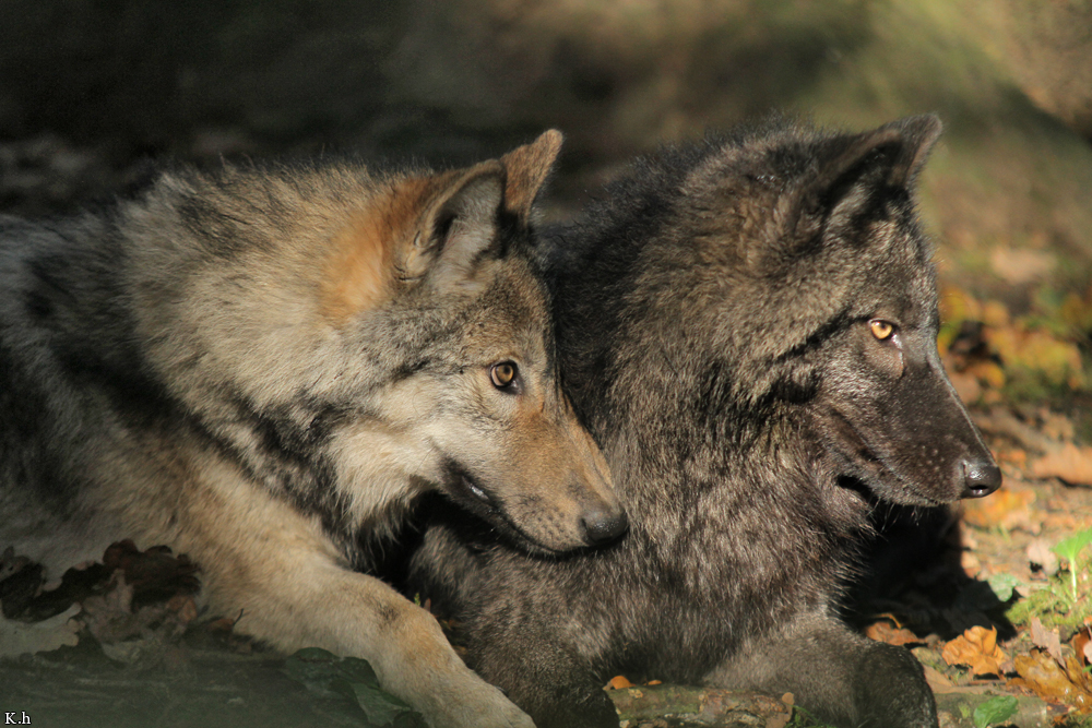 Pup5m12EderseeKati_All-14