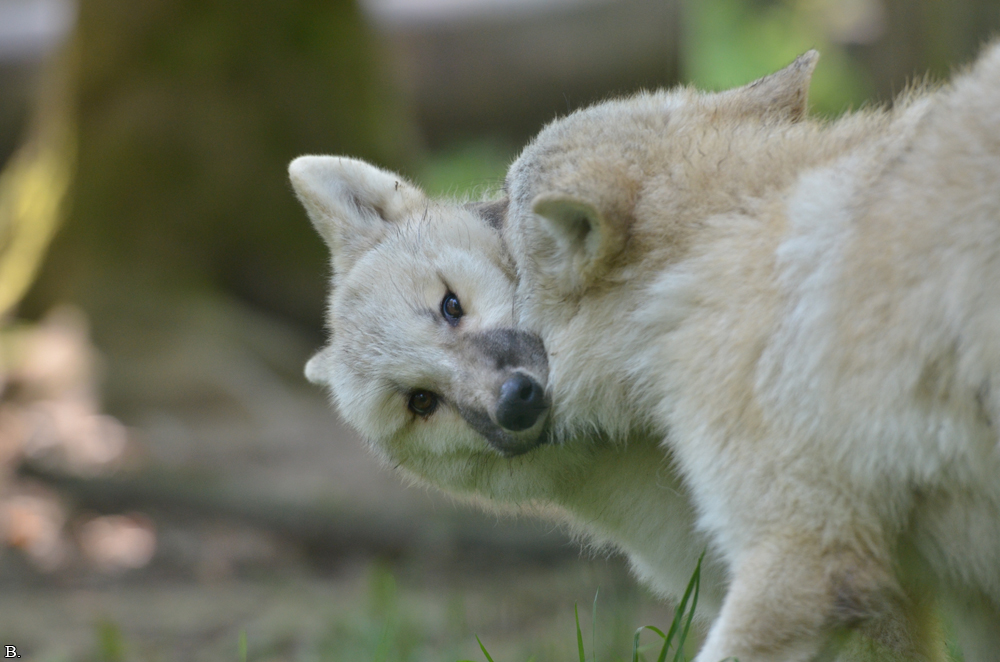 Pup5m12SpringeBineG_pup-14