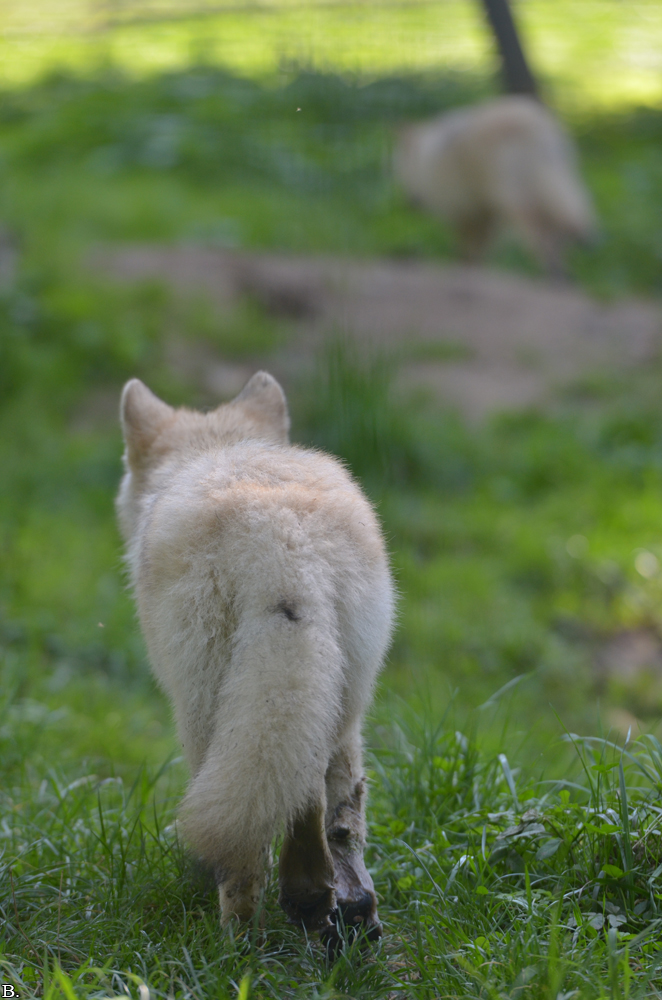 Pup5m12SpringeBineG_pup-20