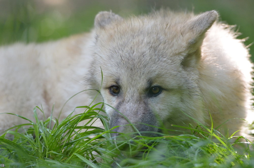 Pup5m12SpringeBineG_pup-33