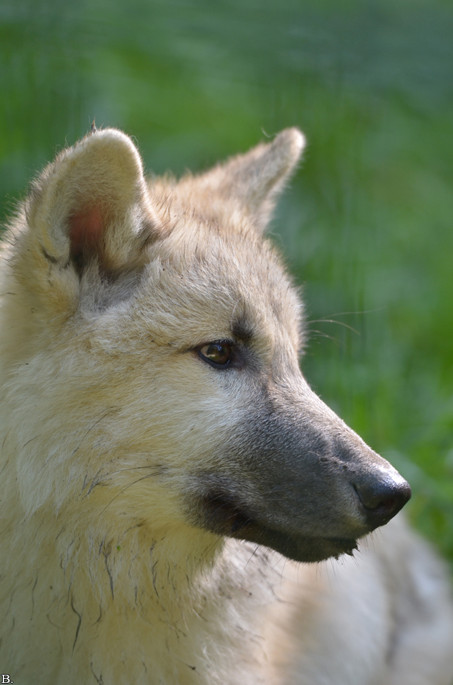 Pup5m12SpringeBineG_pup-43
