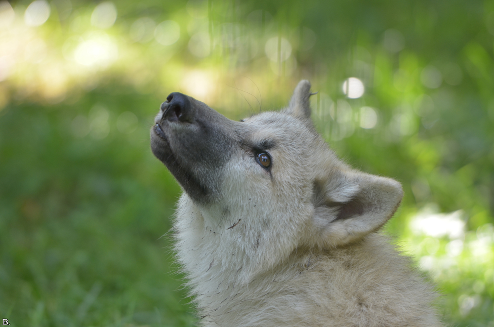 Pup5m12SpringeBineG_pup-50