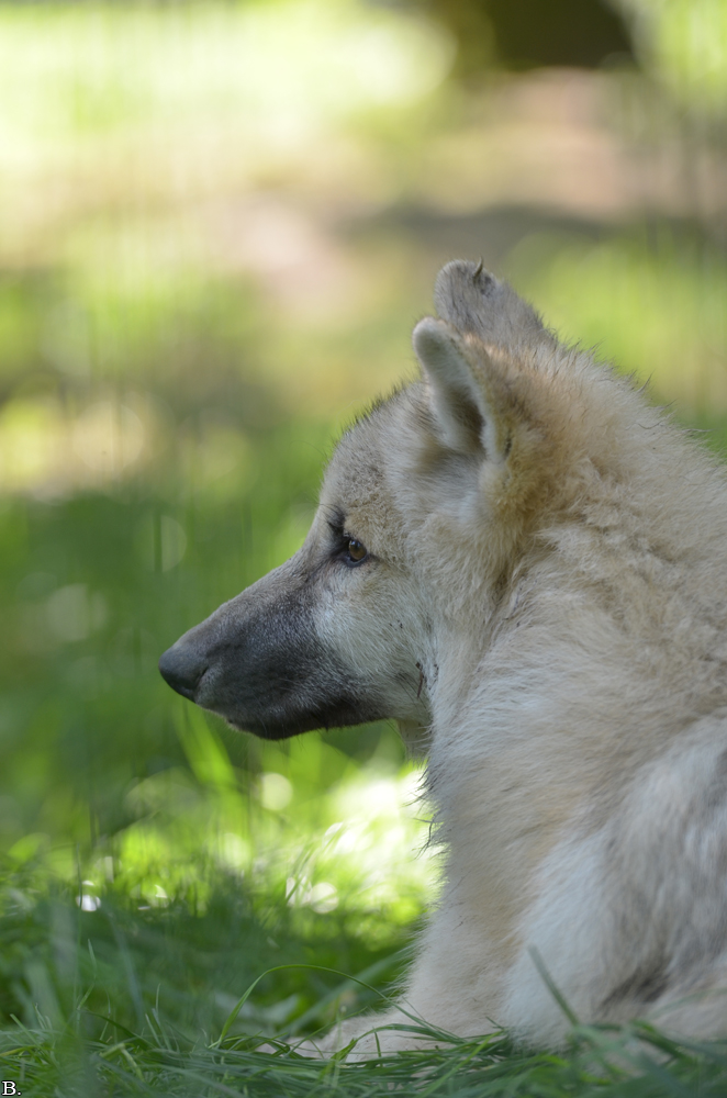 Pup5m12SpringeBineG_pup-52