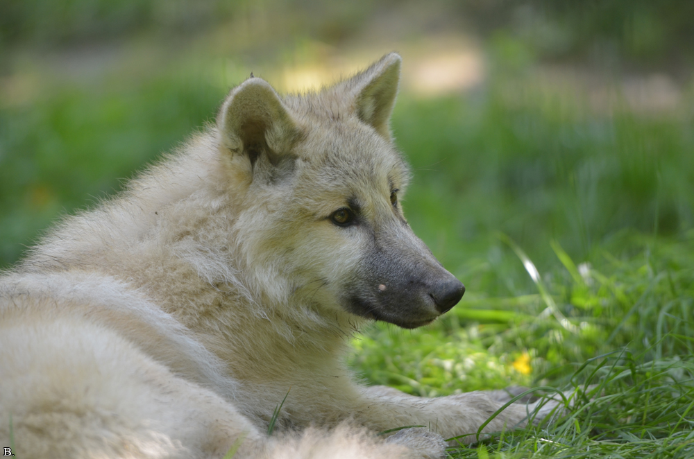 Pup5m12SpringeBineG_pup-55
