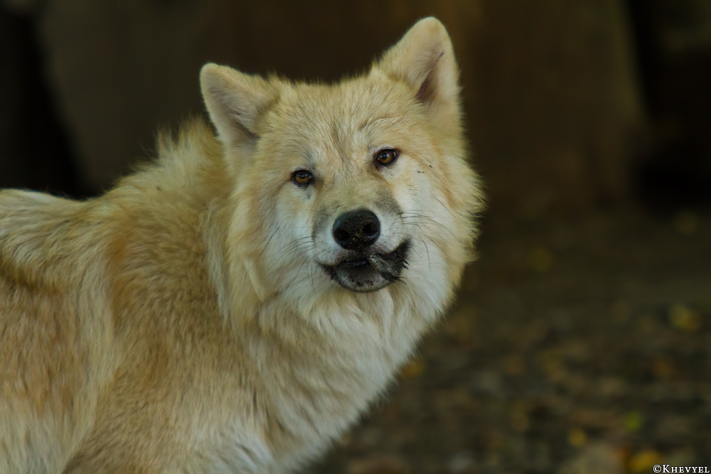 Pup5m13DuisburgKati_01
